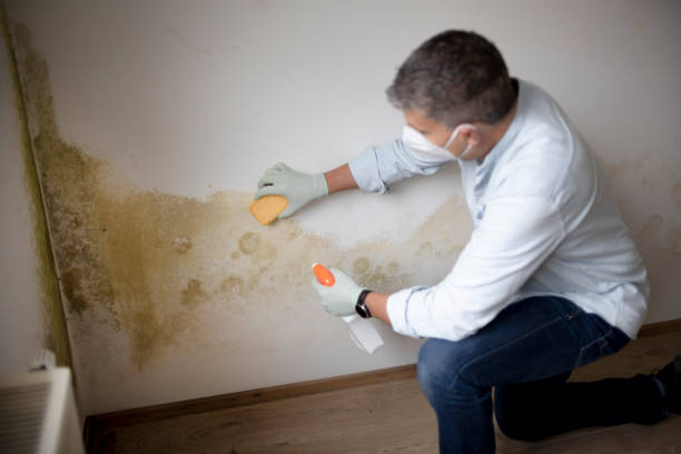 Best Crawl Space Mold Remediation  in Immokalee, FL