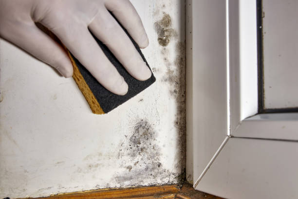 Mold Remediation for Rental Properties in Immokalee, FL