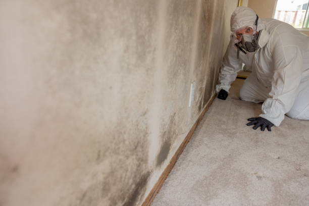 Best Forensic Mold Investigation  in Immokalee, FL
